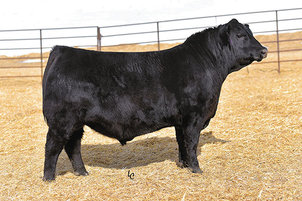 Sires | Triple B Angus