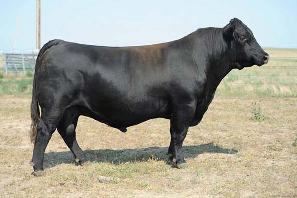 Sires | Triple B Angus